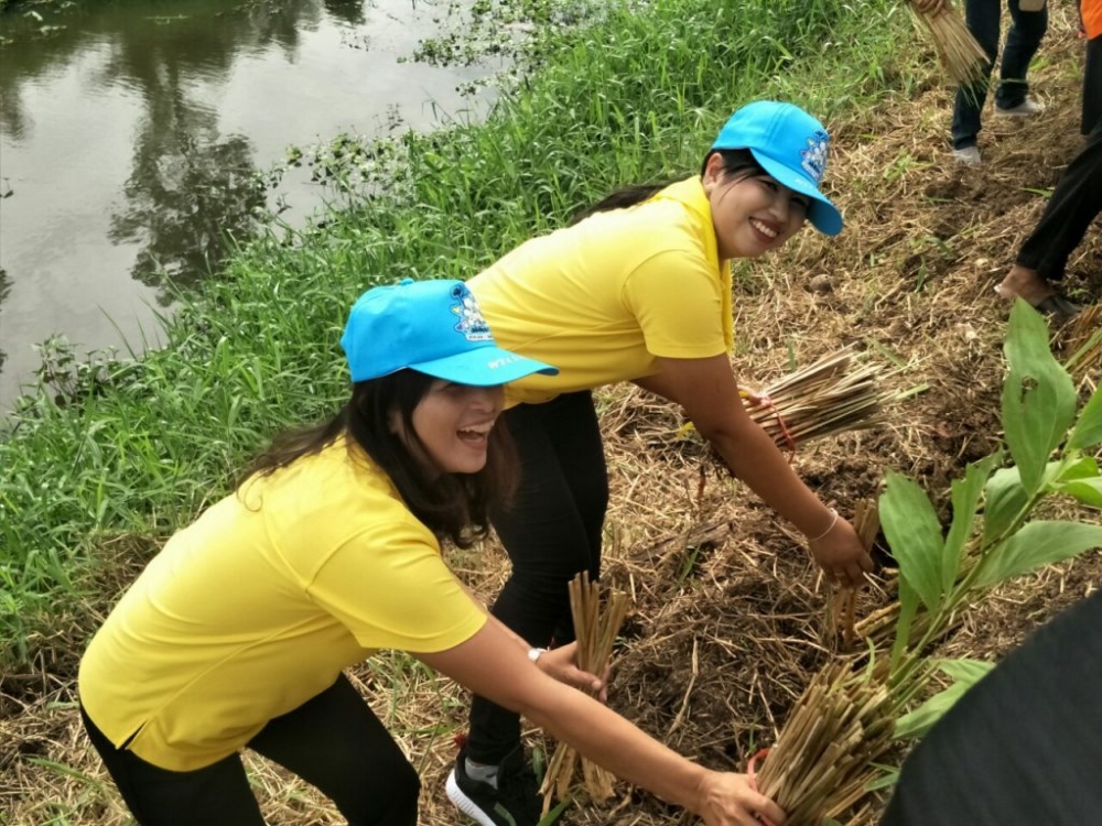 โครงการปลูกหญ้าแฝกเพื่ออนุรักษ์ดินและน้ำ