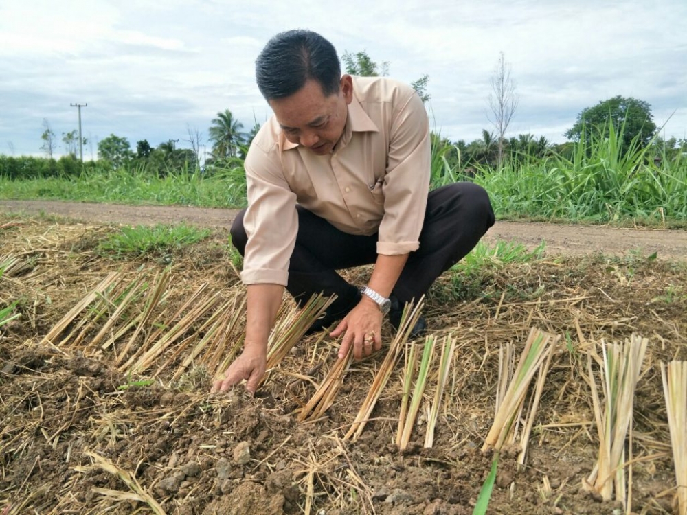 โครงการปลูกหญ้าแฝกเพื่ออนุรักษ์ดินและน้ำ