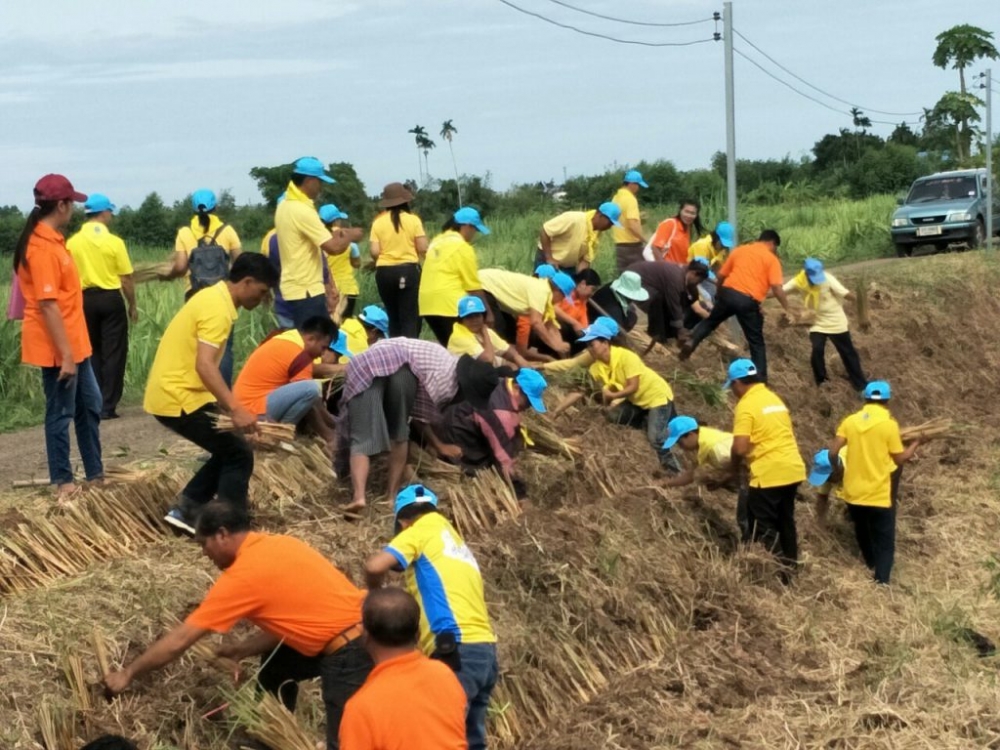 โครงการปลูกหญ้าแฝกเพื่ออนุรักษ์ดินและน้ำ