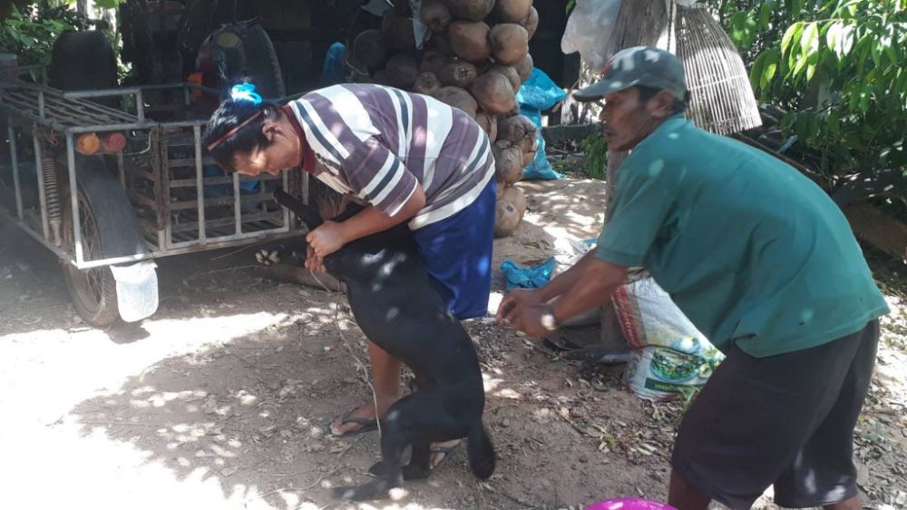 ฉีดวัคซีนพิษสุนัขบ้า