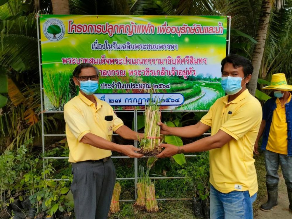 ปลูกหญ้าแฝก2564